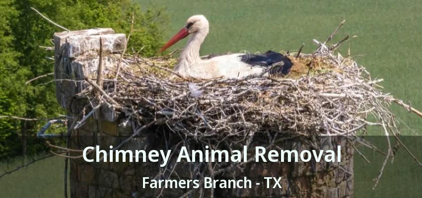 Chimney Animal Removal Farmers Branch - TX