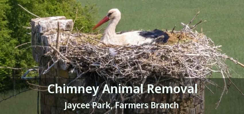Chimney Animal Removal Jaycee Park, Farmers Branch - TX
