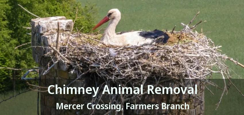 Chimney Animal Removal Mercer Crossing, Farmers Branch - TX