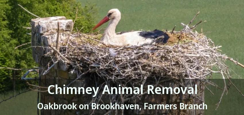 Chimney Animal Removal Oakbrook on Brookhaven, Farmers Branch - TX