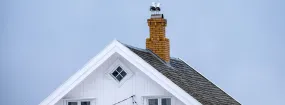 Chimney Nest Removal Brookhaven Village, Farmers Branch